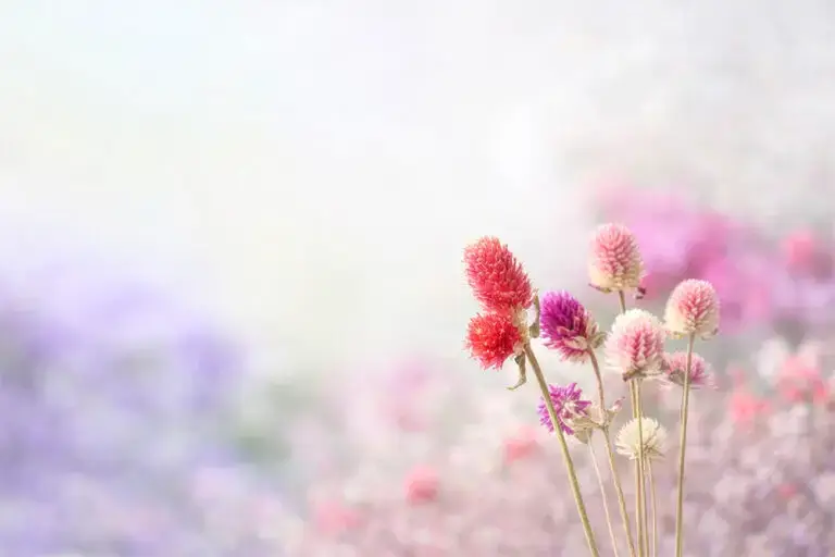 Motiv Sommerblumen
