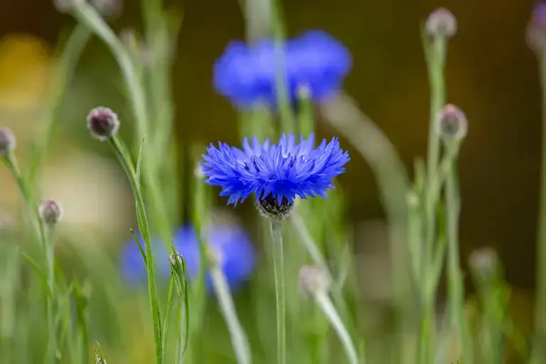 Motiv Kornblumen