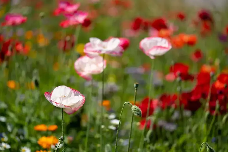 Motiv Mohn