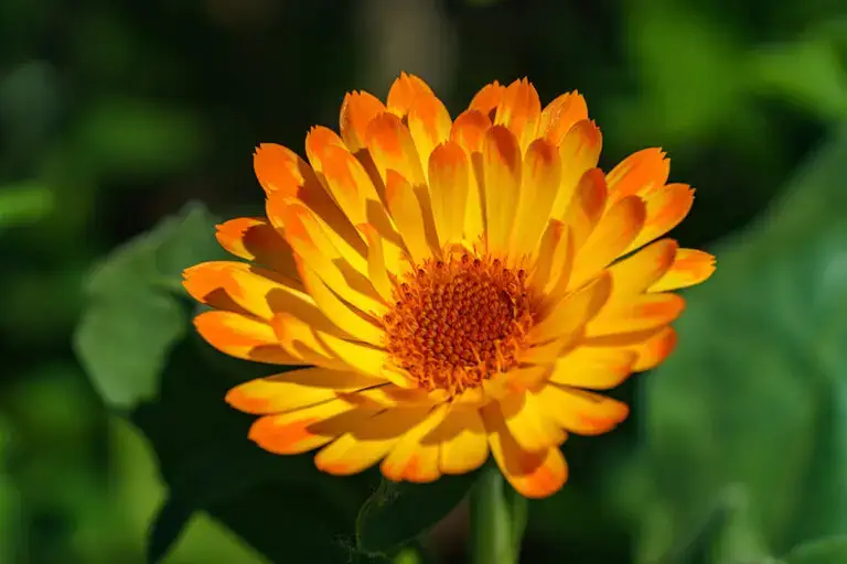 Motiv Calendula